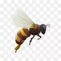 蜜蜂生命周期昆虫黄蜂