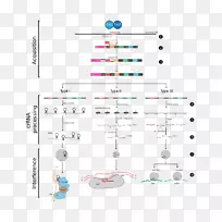 CRISPR RNA干扰Cas1Cas9