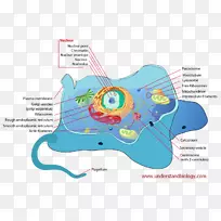 细胞膜生物学真核生物细胞呼吸-单细胞生物