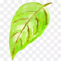 植物病理叶植物茎果叶