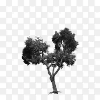 摄影艺术-街道树