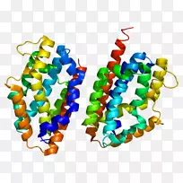 血红素加氧酶hmox 2 Hmox 1酶-酶