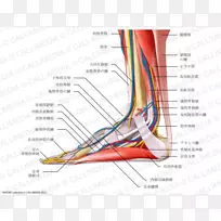 胫前肌系统神经脚