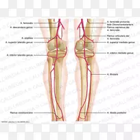 拇指、膝股动脉、腘动脉、小腿