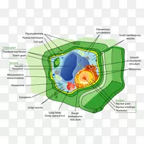 细胞细胞器结构植物生物学