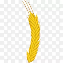 玉米农业作物小麦