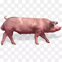 猪-猪