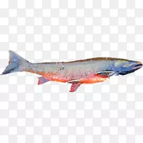 鲑鱼omega-3脂肪酸克罗恩氏病食物营养-健康