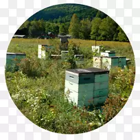养蜂场，花园，土地，草坪，不动产-蜂蜜农场