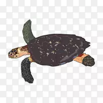 甲鱼鹰嘴海龟皮龟海龟-海龟