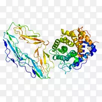 补体受体2补体组分3 CD 19分子