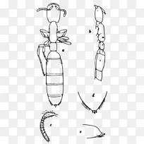阿贝莱动物军蚁-昆虫