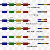 外显子改组RNA剪接替代剪接