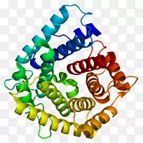 c4a补体组分4补体系统蛋白免疫球蛋白
