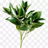 叶枝、植物茎叶
