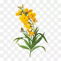 花卉设计花卉植物艺术黄花