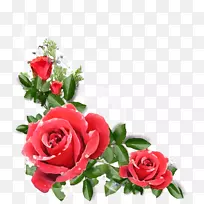 花园玫瑰，卷心菜，玫瑰花，花卉设计-花