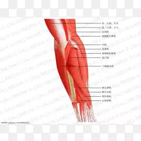 前臂拇指肘部肌肉后间隔