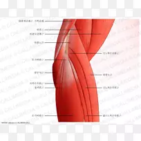肘、肘肌、肱三头肌