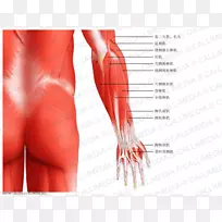 前臂肘伸指肌系统-手臂