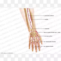 拇指桡动脉前臂钉