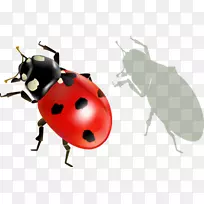 瓢虫昆虫剪贴画-昆虫