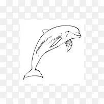 图库溪普通宽吻海豚素描海豚