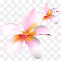 飞蛾兰花桌面壁纸粉红m特写电脑