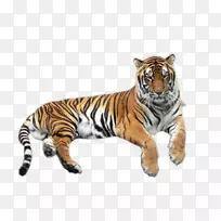 虎狮白虎野生动物-虎
