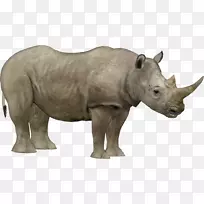 爪哇犀牛北白犀牛濒危物种动物园大亨2-J1