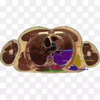 听诊可视人体投影三角解剖胸椎-心脏基础模型