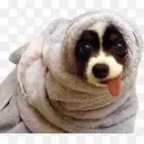毛巾，狗，小狗，热狗-小狗