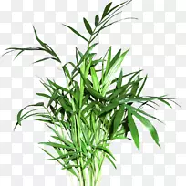 甜草花盆植物茎草树-植物