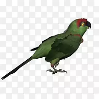 鸟类红胸金刚鹦鹉动物-鸟