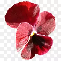 潘西一年生植物品红草本植物-三色堇花环
