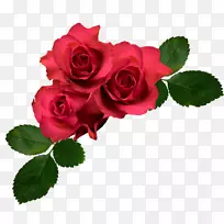 花园玫瑰，卷心菜，玫瑰花，法国玫瑰-红玫瑰