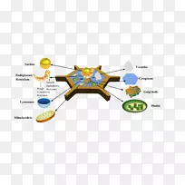 细胞器细胞内质网高尔基体细胞质单细胞有机体