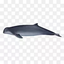 图库溪普通宽吻海豚粗齿海豚短喙普通海豚批发海豚