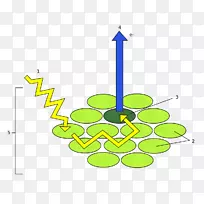 光系统光合作用叶绿素能光