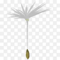 槟榔科植物茎叶花系-叶