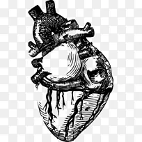 心脏线艺术解剖剪辑艺术-心脏