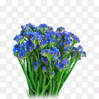 草花蓝苍耳草属一年生植物