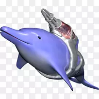 普通宽吻海豚图库溪短喙普通海豚