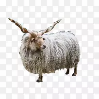 拉卡雅各布羊罗曼诺夫羊法玛公园角-东方羊