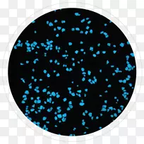 圆点绿松石星圆