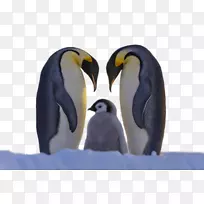 企鹅科鸟类可爱动物企鹅