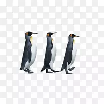企鹅书：适合南极洲的鸟-企鹅