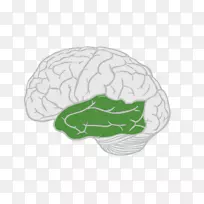 脑额叶、颞叶、大脑皮层-脑