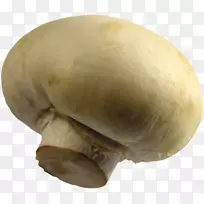 普通蘑菇侧耳药用真菌-蘑菇