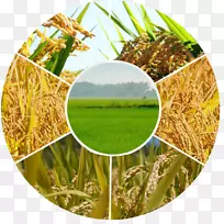 农业、有机农业、农民农业综合企业-印度尼西亚